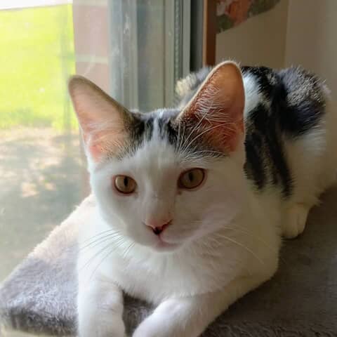 Oliver