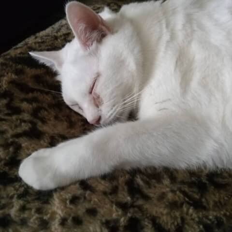 Cooper