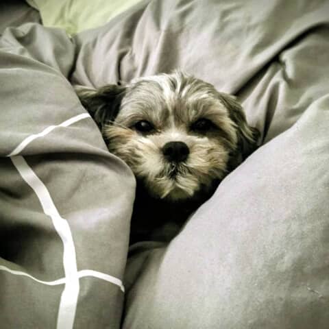 Lola