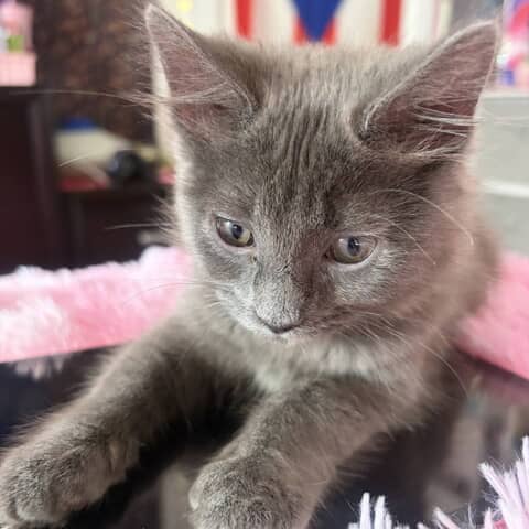 luna