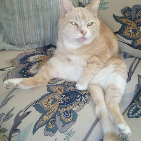 Sammy