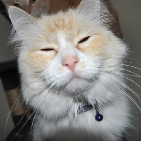 Yuki