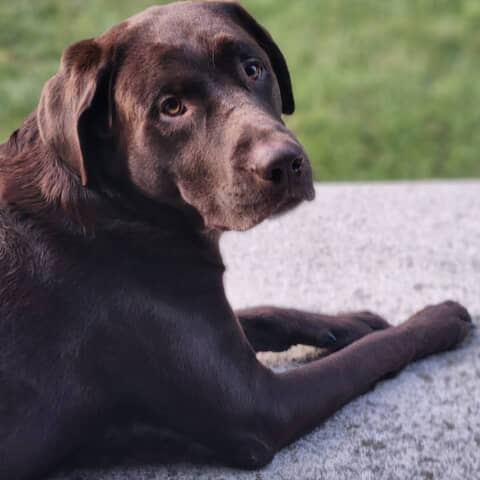 Tucker