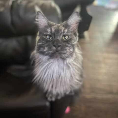 Xena