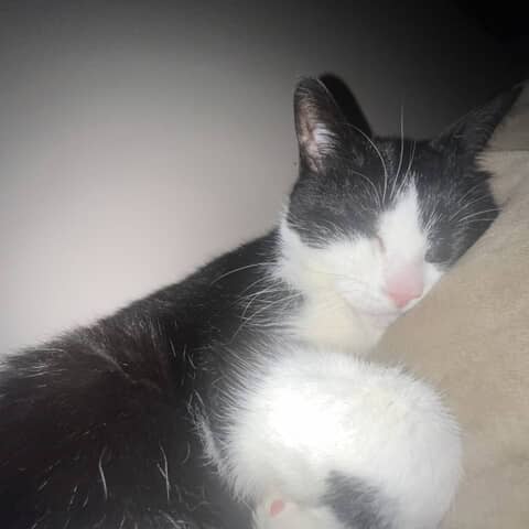 Daisy
