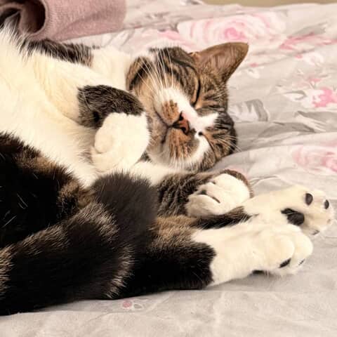 Thomas
