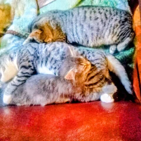 Sheeba and friends