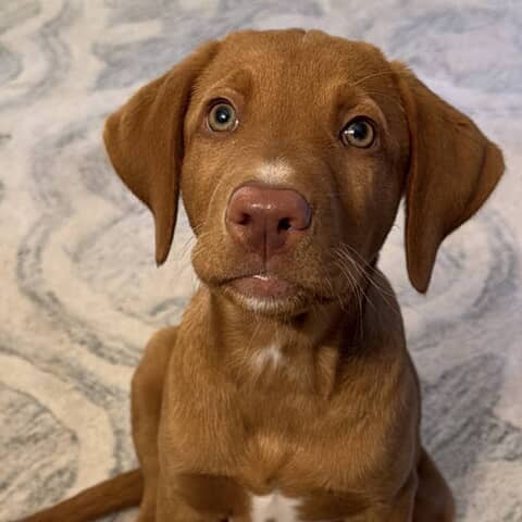 Dodger