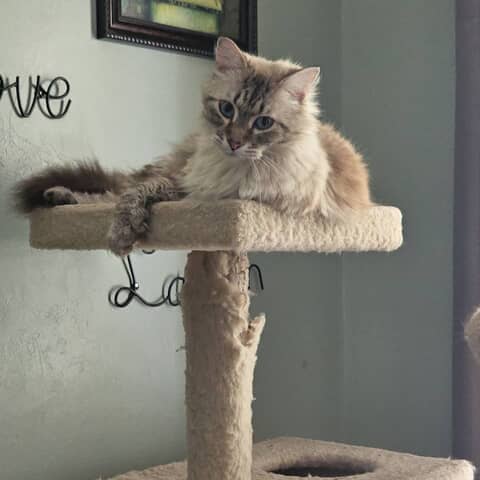 Oliver