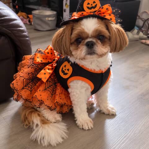 Bailey