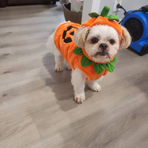 Benji