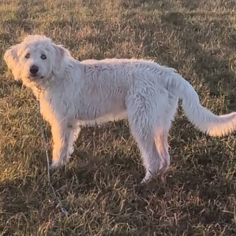 Walter