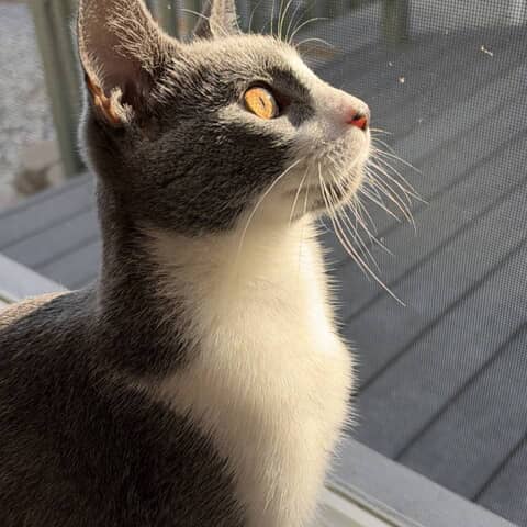 Lilman