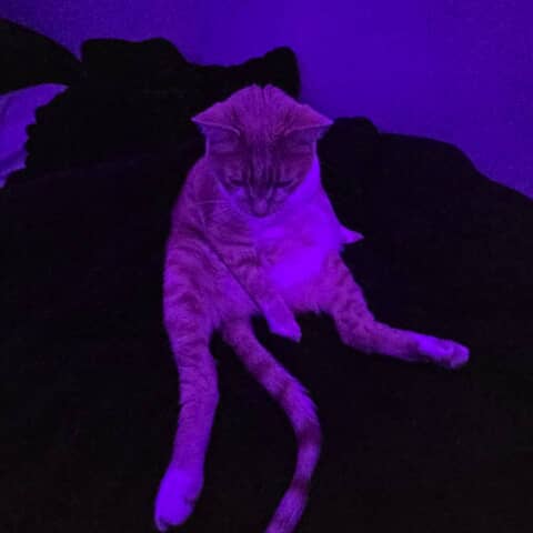 tigger
