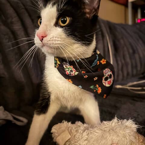 Nico