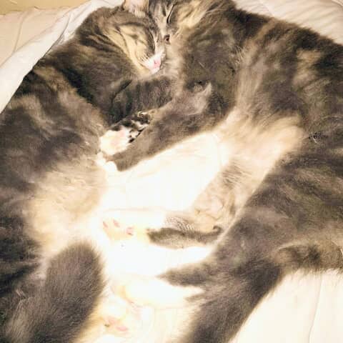 Puff and Molly