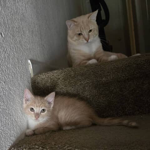Rio & Rocky
