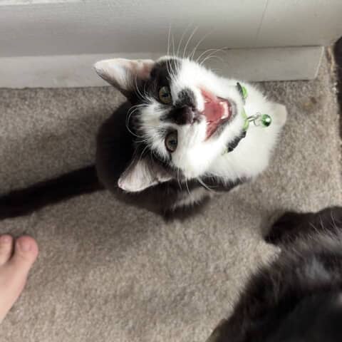 Milo