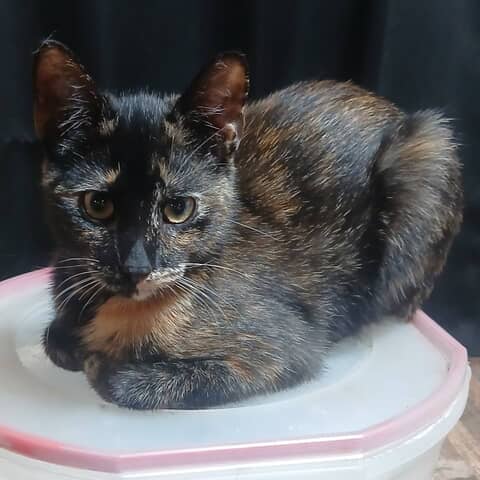 Miss Penny