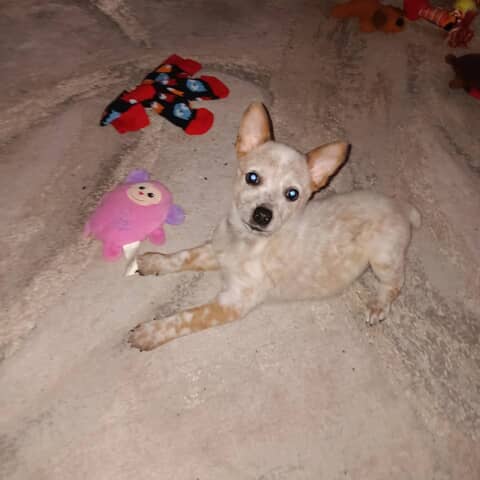 Stella