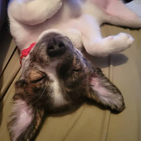 Dottie