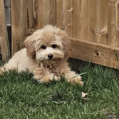 Molly