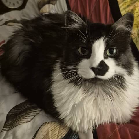 Sherlock