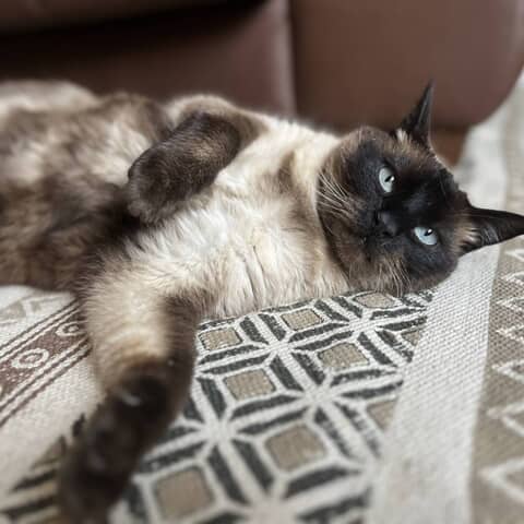 Moka