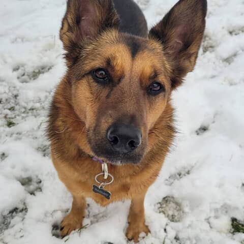 Bailey
