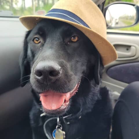 Ace