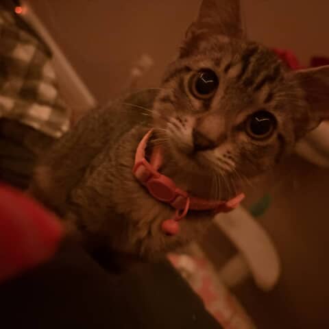 Beanie