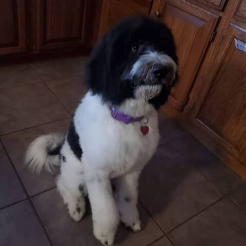 Stella
