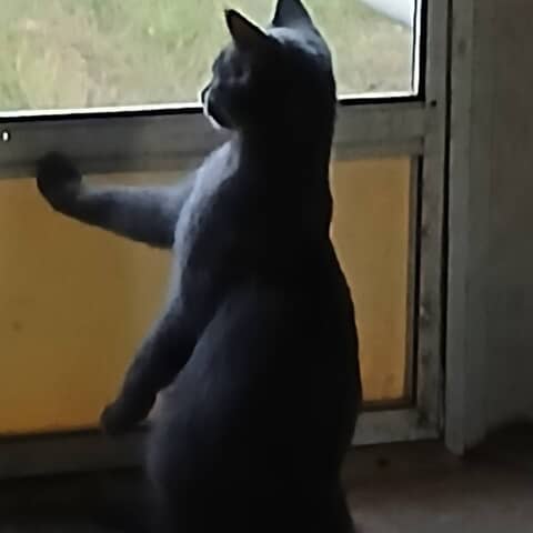 Menace