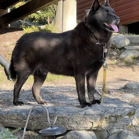 Shadow