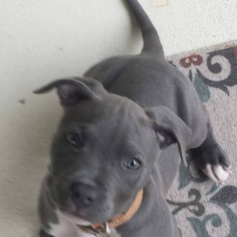 Reaper Alexander Mack