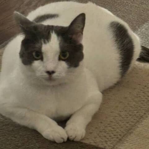 Lulu
