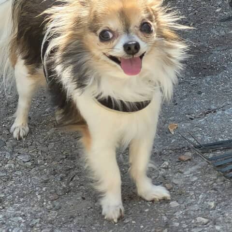 OTTO