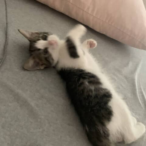 Lulu