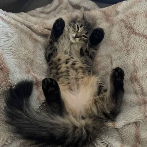 Nova