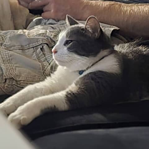 Ms kitty