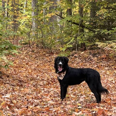 Moose