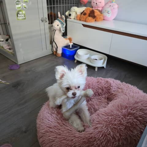Lucy