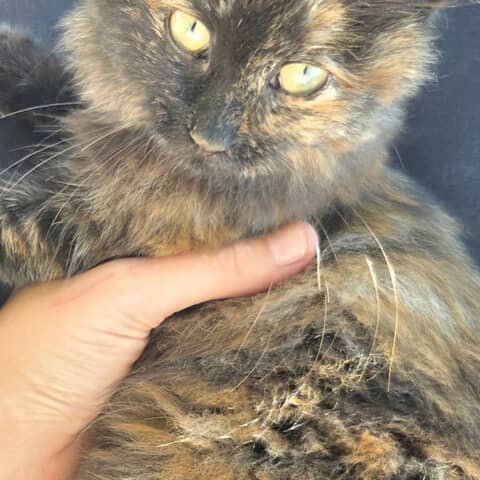 Zoe