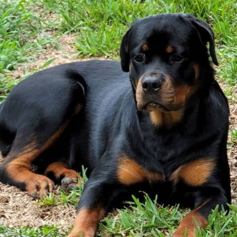 Sheeba