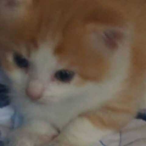 George