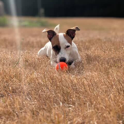 Rosie