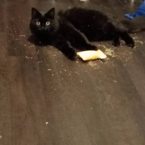 T'challa