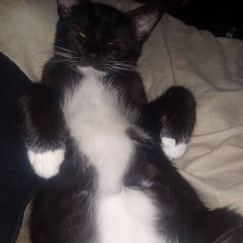 Zooble
