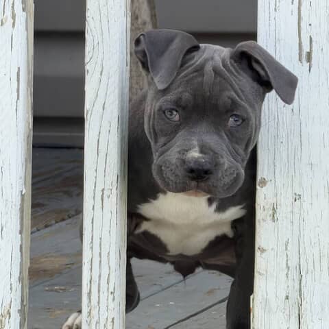 Nova