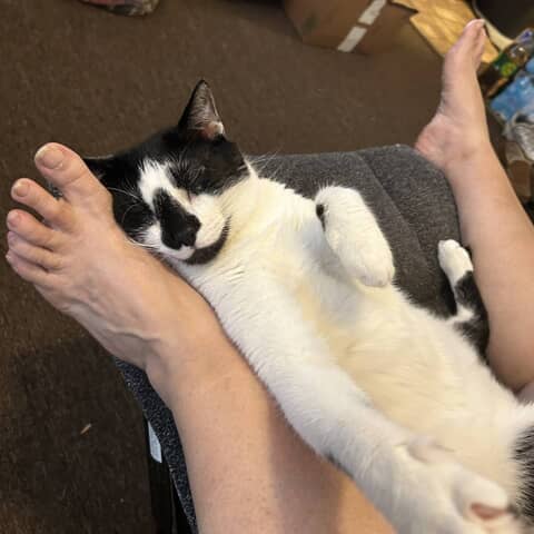 Oreo